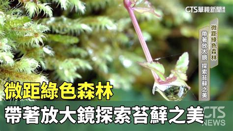 青苔哪裡找|探索苔蘚之美 綠色微距森林｜華視新聞雜